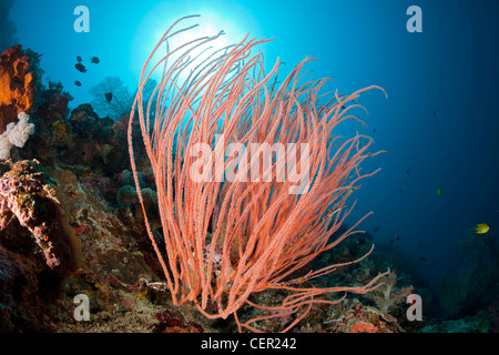 Rotes Meer peitscht im Korallenriff, Ellisella SP., Tubbataha Reef, Sulusee, Philippinen Stockfoto