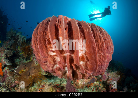 Fass-Schwamm im Korallenriff, Xestospongia Testudinaria, Tubbataha Reef, Sulu Sea, Philippinen Stockfoto