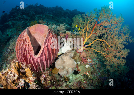 Fass-Schwamm und Gorgonien, Xestospongia Testudinaria, Melithaea SP., Tubbataha Reef, Sulusee, Philippinen Stockfoto