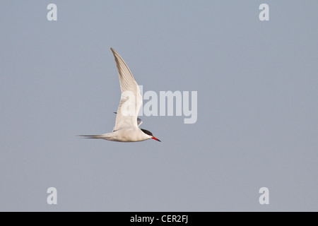 flusseeschwalbe Stockfoto