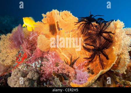 Meer-Fan auf Korallenriff, Subergorgia Mollis, Tubbataha Reef, Sulusee, Philippinen Stockfoto