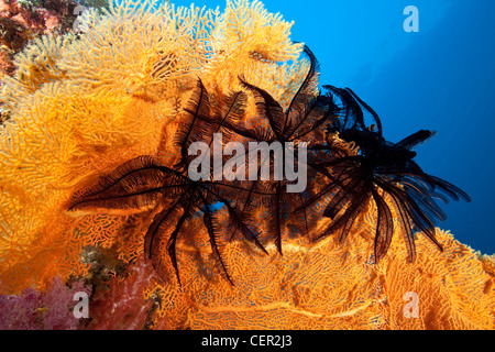 Schwarz Seelilien auf Gorgonien, Comanthina SP., Subergorgia Mollis, Tubbataha Reef, Sulusee, Philippinen Stockfoto