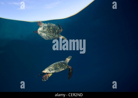 Hawksbill Turtle, Eretmochelys Imbricata, Tubbataha Reef, Sulu Sea, Philippinen Stockfoto