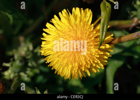 Löwenzahn Taraxacum Officinale und Polygonum Cuspidatum (Japanischer Staudenknöterich) Reynoutria Japonica, Fallopia Japonica ist ein großes, Stockfoto