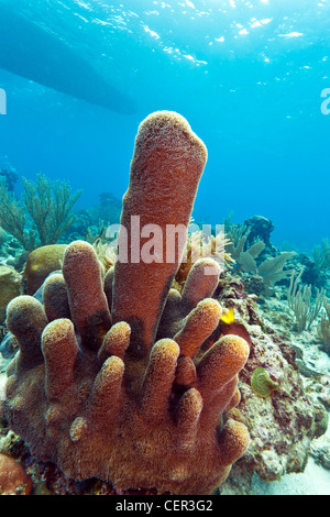 Säule Korallen (Dendrogyra Cylindricus) am Korallenriff Stockfoto