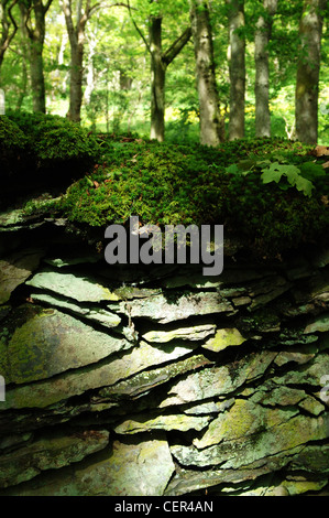 Ein Moos bedeckt Schiefer Steinmauer, die Wälder der RSPB Ynys-Hir-Vogelschutzgebiet. Stockfoto
