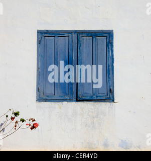 Weißer Wand mit abgenutzten Farbe und blauen Verschluss Fenster geschlossen.  Stieg Busch auf der linken Seite Stockfoto