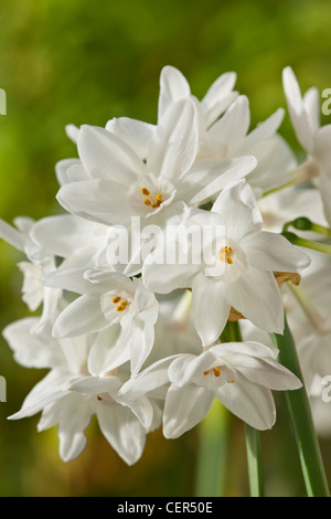 Paperwhite Narcissus Papyraceus Duft Duft Parfüm Frühjahr Lampe Blume Papierweiß orange März Gartenpflanze Stockfoto