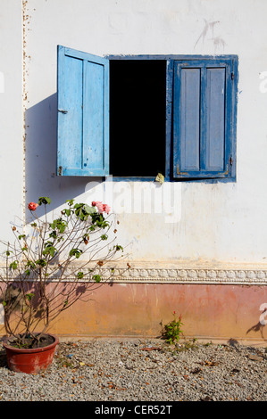 Weiße Wand mit abgenutzten Farbe und blauen Verschluss Fenster zu öffnen.  Stieg Busch auf der linken Seite Stockfoto