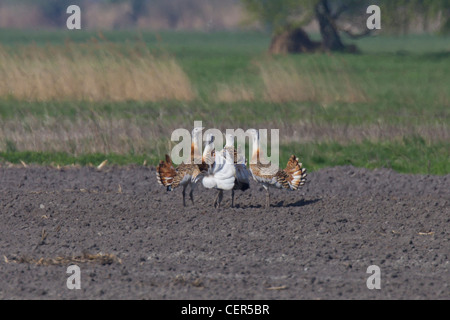 Großtrappen Stockfoto