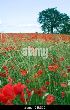 Wilder Mohn. Obwohl es häufiger, rote Mohnblumen zu finden ist, gibt es auch weiße, rosa, gelbe, orange und blaue Mohn. Stockfoto