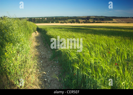 Gerste wächst auf den North Downs in Kent. Stockfoto