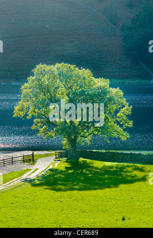 Ein einsamer Eiche Baum an der Küste bei Buttermere in Cumbria. Stockfoto