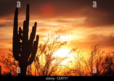 Saguaro-Silhouette in Sonora-Wüste Abendfeuer beleuchteten Himmel Stockfoto