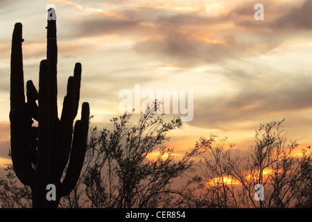 Saguaro-Silhouette in Sonora-Wüste Abendfeuer beleuchteten Himmel Stockfoto