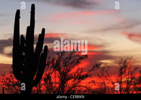 Saguaro-Silhouette in Sonora-Wüste Abendfeuer beleuchteten Himmel Stockfoto