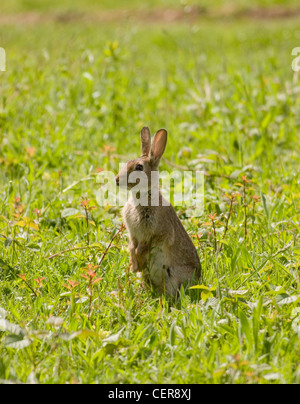 Ein wilden Kaninchen in der offenen Landschaft in der Nähe von Stansted in Essex. Stockfoto