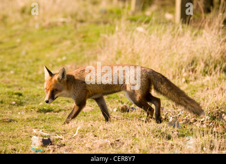 Ein Fuchs in der offenen Landschaft in der Nähe von Gatwick in West Sussex. Stockfoto