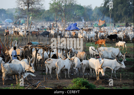 Südsudan, Bahr al Ghazal Region, Lakes State Dinka Stamm mit Zebu-Kühe in Rinder-Camp in der Nähe von Rumbek Stockfoto