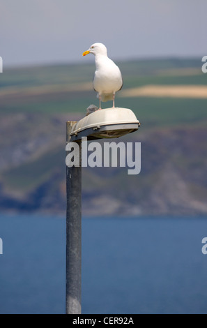 Eine Möwe, die hoch oben auf einem Laternenpfahl. Stockfoto