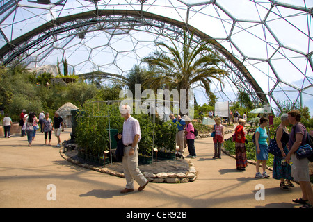 Innenraum des mediterranen Biome im Eden Project in der Nähe von St Blazey. Stockfoto