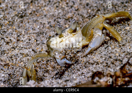 Atlantic Ghost Krabben Ocypode Quadrata am Strand in Boca Raton Florida Stockfoto