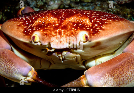 Batwing Korallen Krabbe Carpilius Corallinus nachts am Korallenriff Stockfoto