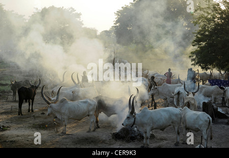 Südsudan, Bahr al Ghazal Region, Lakes State Dinka Stamm mit Zebu-Kühe in Rinder-Camp in der Nähe von Rumbek Stockfoto