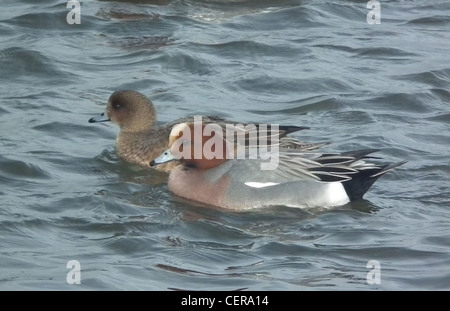 EURASISCHE PFEIFENTE (Anas Penelope) männlich (vorne) und weiblich am Federwild und Feuchtgebiete Vertrauen (WWT) in Caerlaverock, Schottland Stockfoto