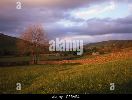 Am Abendlicht trifft auf eine typische Swaledale Wiese in der Nähe von Muker in den Yorkshire Dales National Park. Swaledale zählt zu den northe Stockfoto