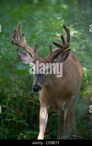 Maultier-Rotwild im Yellowstone Nationalpark, wyoming Stockfoto