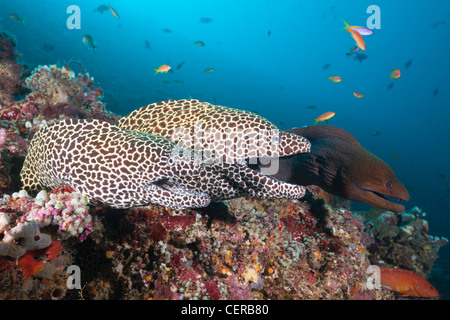 Paar von Honeycomb Moray Gymnothorax Favagineus, Nord Male Atoll, Indischer Ozean, Malediven Stockfoto