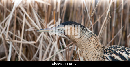 Nahaufnahme von Rohrdommel Kopf während Jagd im Röhricht Rye Harbour Nature reserve, Sussex UK Stockfoto