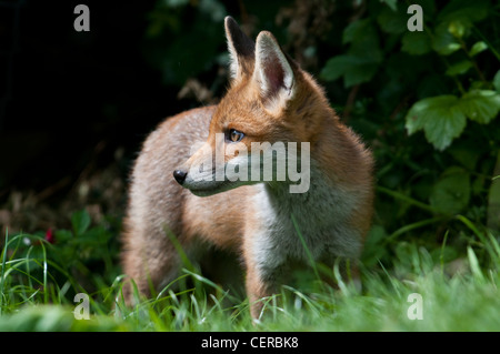 Fox Cub Nahaufnahme starrte Mitmusiker auf der einen Seite im Sommersonne Garten Sussex UK Stockfoto