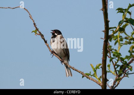 Männliche Reed Bunting Emberiza Schoeniclus singen gegen blauen Himmel. Dungeness RSPB Kent UK Stockfoto