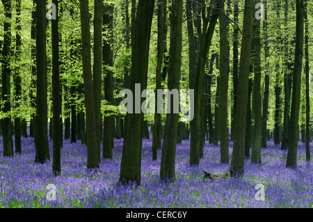 Glockenblumen auf Dockey Holz auf dem Ashridge Anwesen. Stockfoto