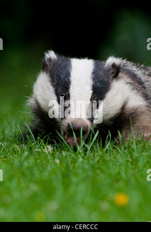 Eurasischer Dachs Meles Meles Nahaufnahme Portrait in UK Garten auf dem Rasen in der Abenddämmerung Stockfoto