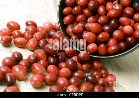 Neue Jahre Resolutionen gesunde Entscheidungen schwarz gefärbt Schüssel mit Preiselbeeren auf einem einfarbigen Hintergrund Kamera Presse verschütten Stockfoto