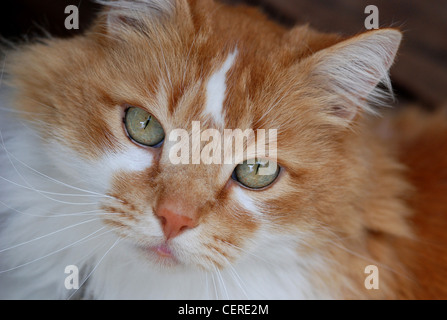 Porträt, Orange und weiß Farbe, langes Haar Inland Stockfoto