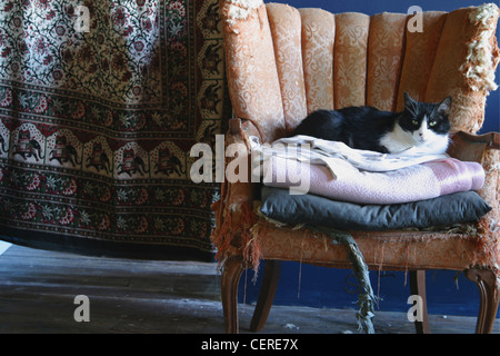 Schwarz / weiß-Katze auf Kissen sitzen und auf Sitz der alten getragen rosa Decke gefaltet ausgefranst gold und orange Sessel, indisch Stockfoto