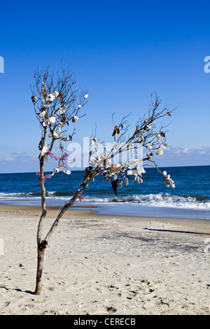 Ein Ast, dekoriert mit Muscheln und Bögen entlang Atlantik Küste Strand an Assateague Chincoteague Insel Virginia Stockfoto