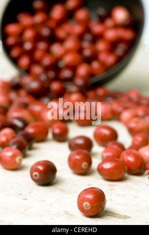 Neue Jahre Resolutionen gesunde Entscheidungen schwarz gefärbt Schüssel mit Preiselbeeren auf einem einfarbigen Hintergrund Kamera Presse verschütten Stockfoto