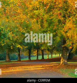 Herbstfärbung in den Bäumen wehen im Wind, Clifton Downs, Bristol, England, UK Stockfoto