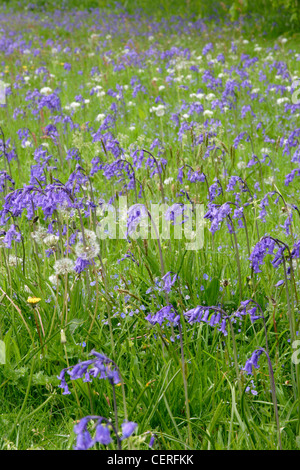 Bluebell Blumen (Endymion Nonscriptus) in Wiese, Cornwall, England, UK Stockfoto