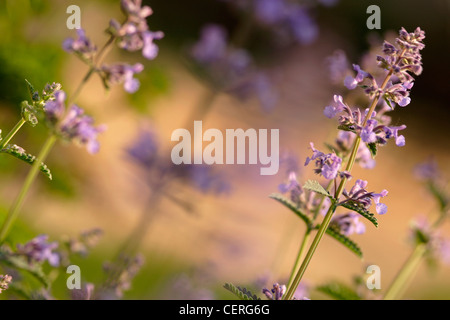 Katzenminze (Nepeta Faassenii) in Blüte, England, UK Stockfoto