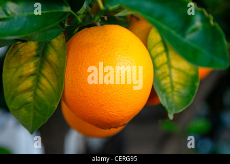 ORANGEN WACHSEN AUF BAUM Stockfoto