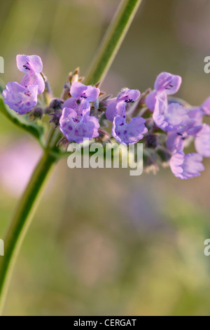 Katzenminze (Nepeta Faassenii) in Blüte, England, UK Stockfoto