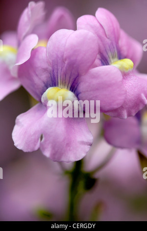 Löwenmaul (Antirrhinum Majus) Blumen nah oben, England, UK Stockfoto