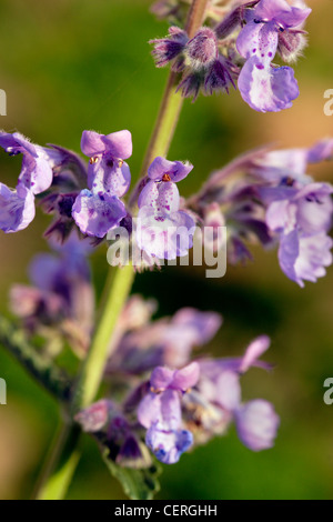 Katzenminze (Nepeta Faassenii) in Blüte, England, UK Stockfoto