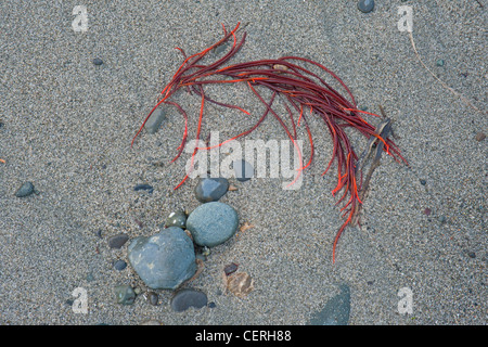 Algen und Kieselsteine angeschwemmt nach einem Sturm in der Straße von Georgia Vancouver Island. BC. Kanada.  SCO 8017 Stockfoto